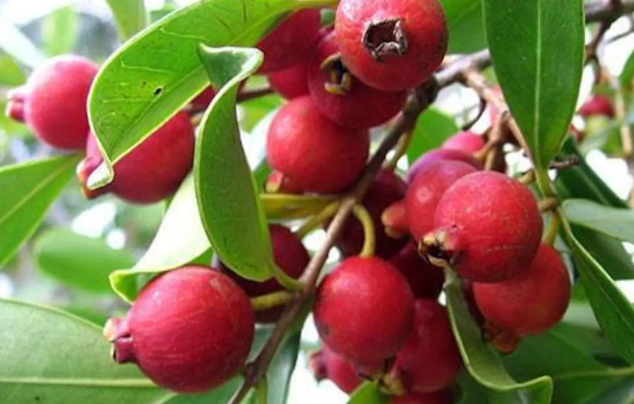 Helping a local business reinvent itself