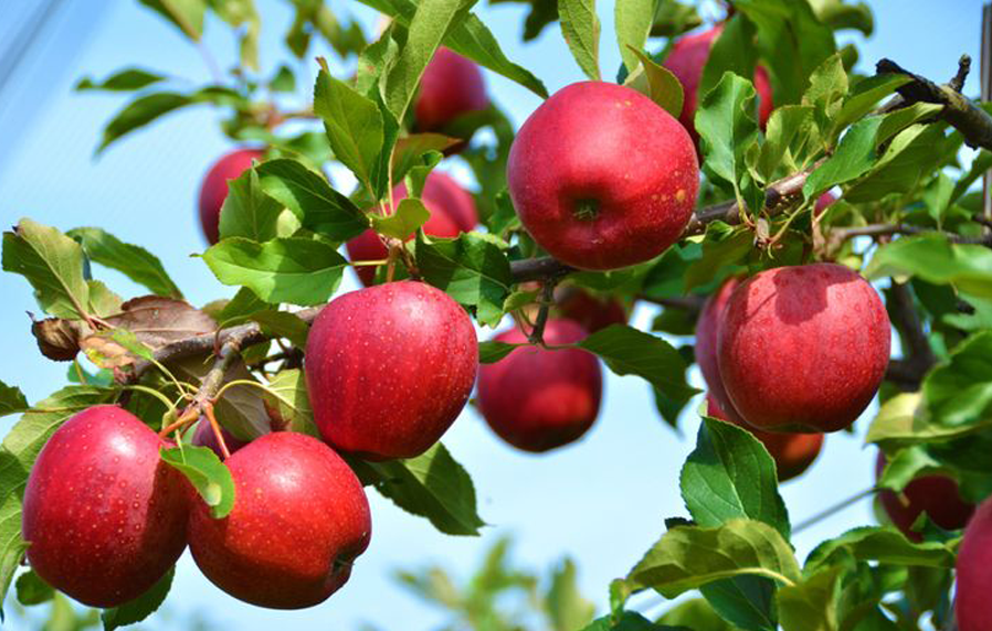 Helping a local business reinvent itself